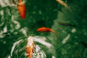 Discover what feng shui is, how it influences your well-being, and how you can apply it at home to create more harmonious, balanced, and functional spaces.